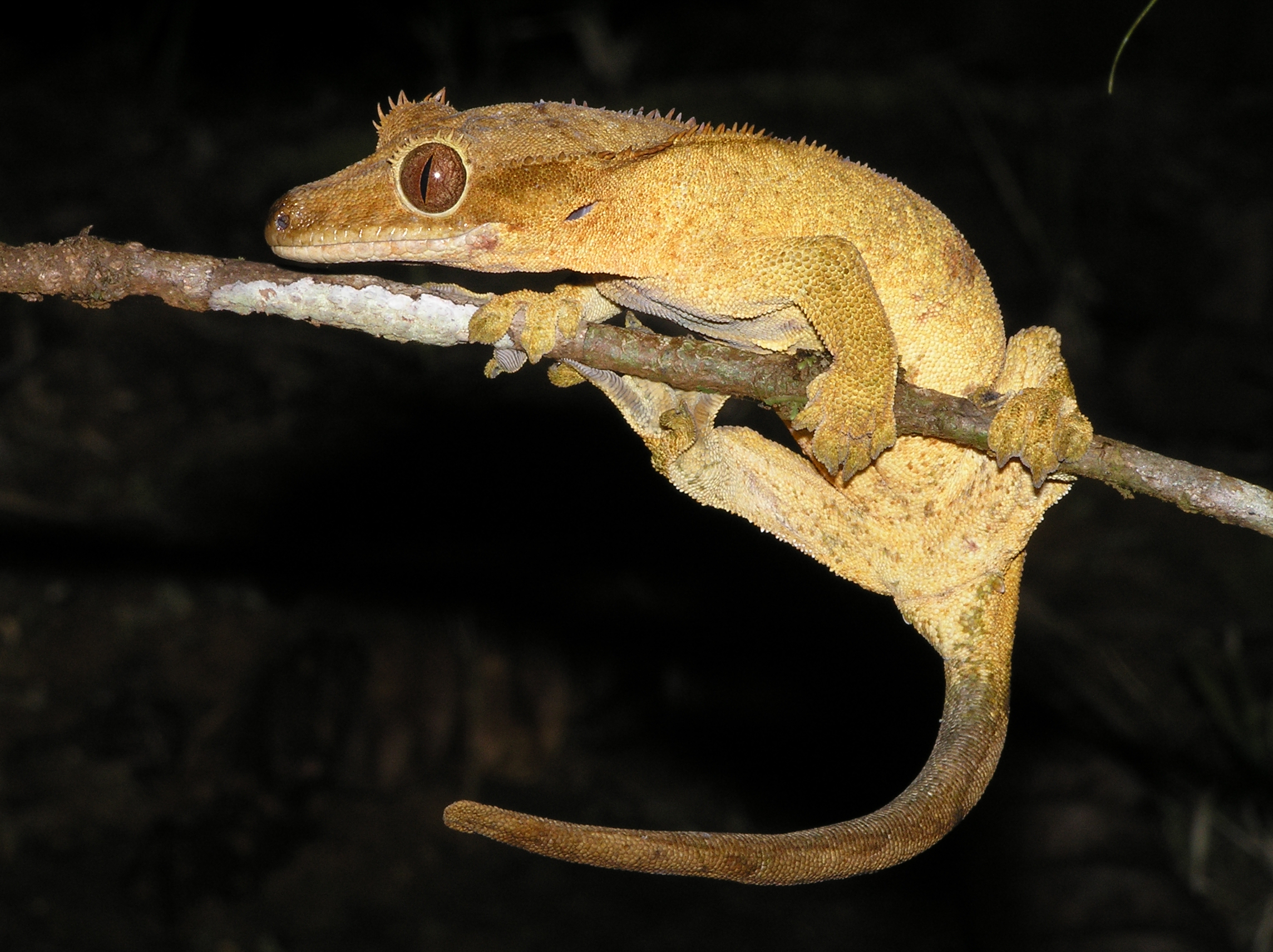 Herpétofaune