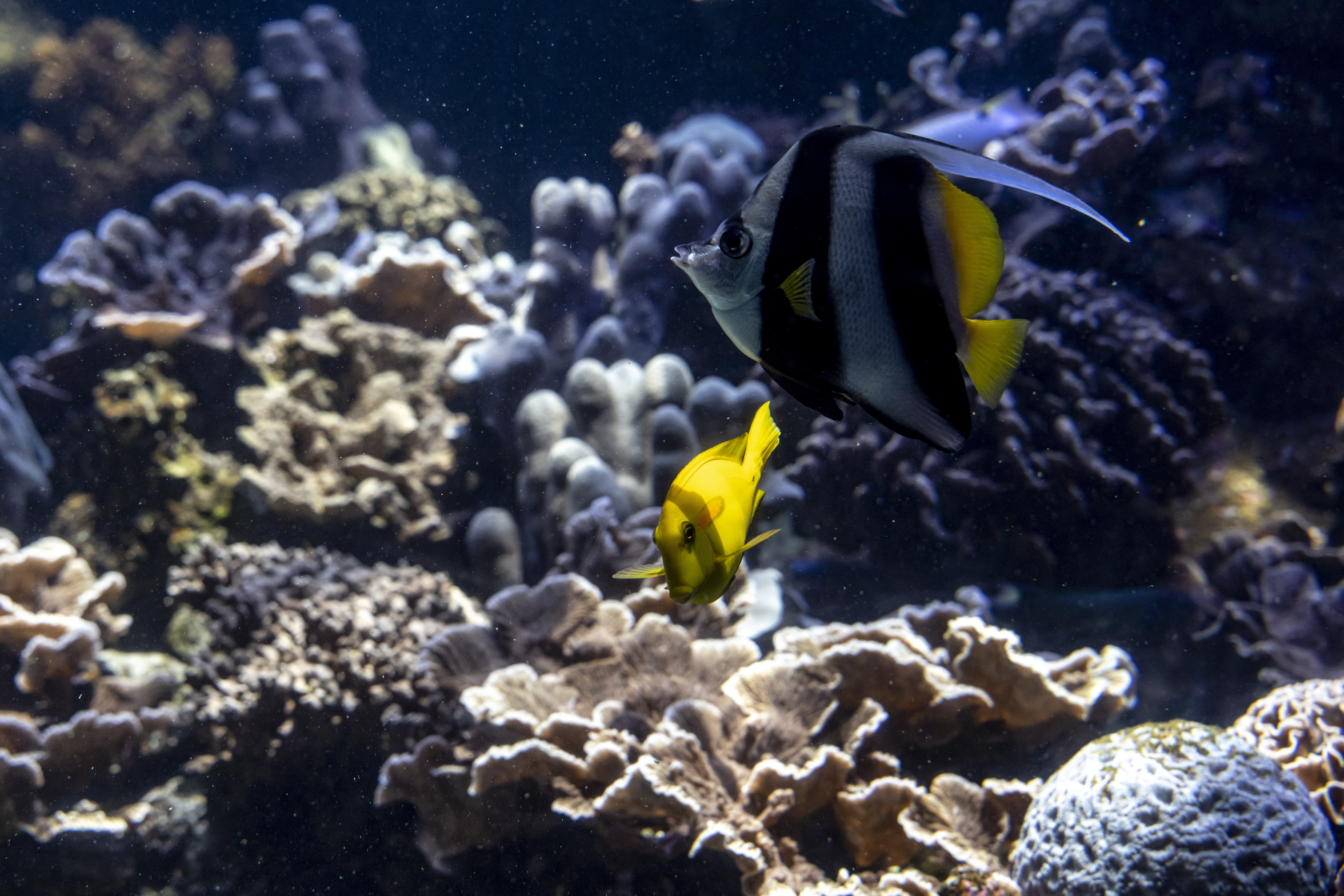 biodiversité