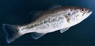 Un black-bass 