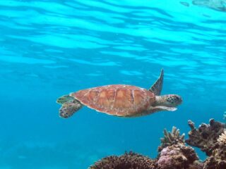 Eretmochelys imbricata