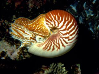 Nautilus macromphalus