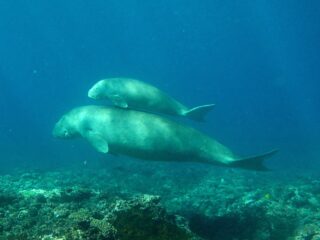 Dugong dugon