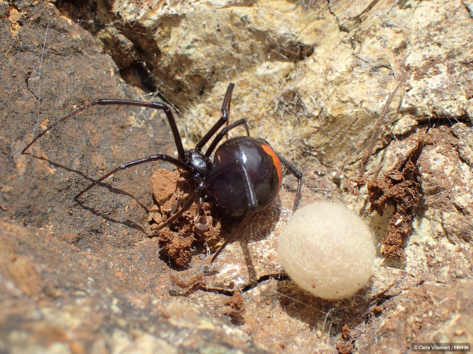 Arthropode 