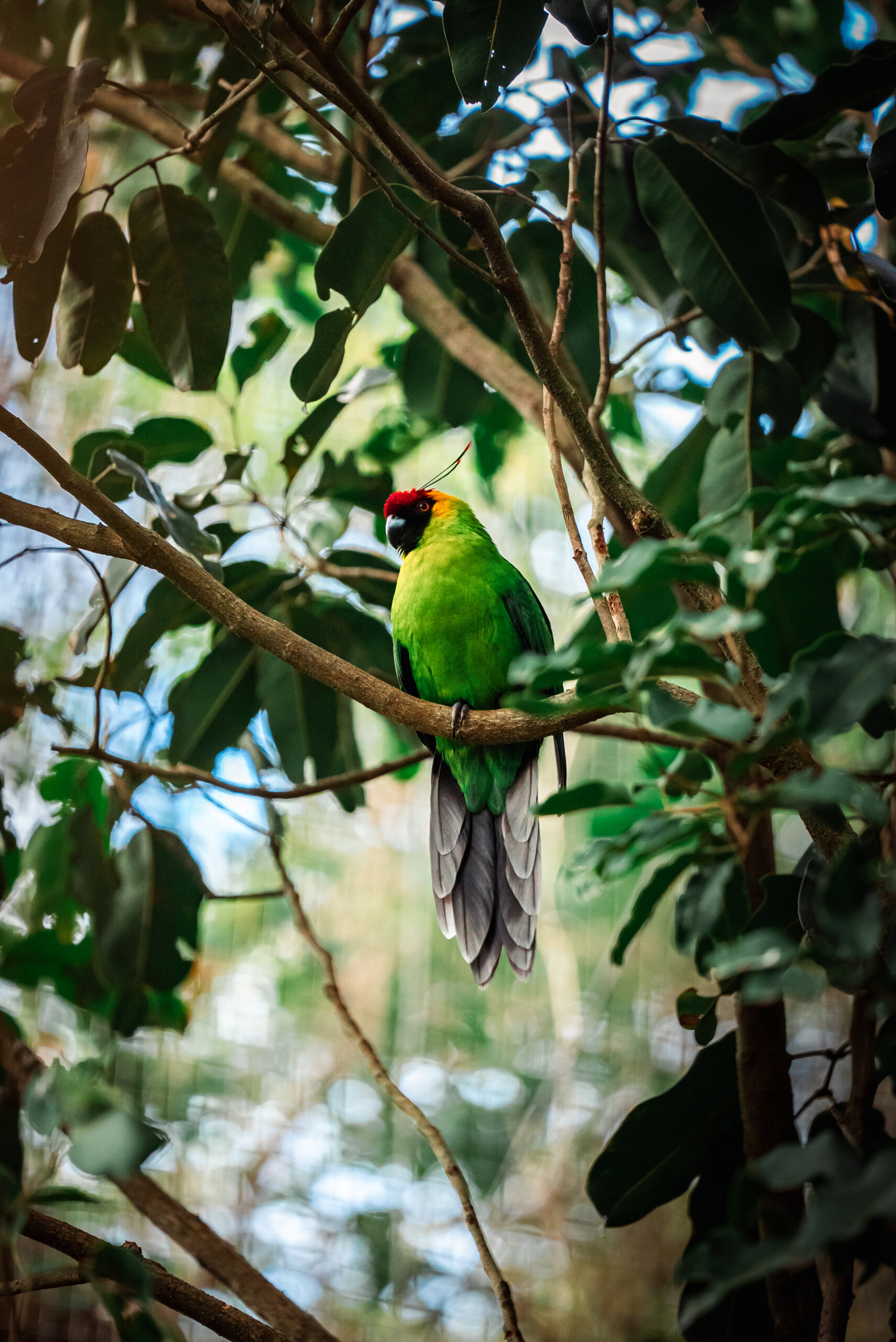 Avifaune