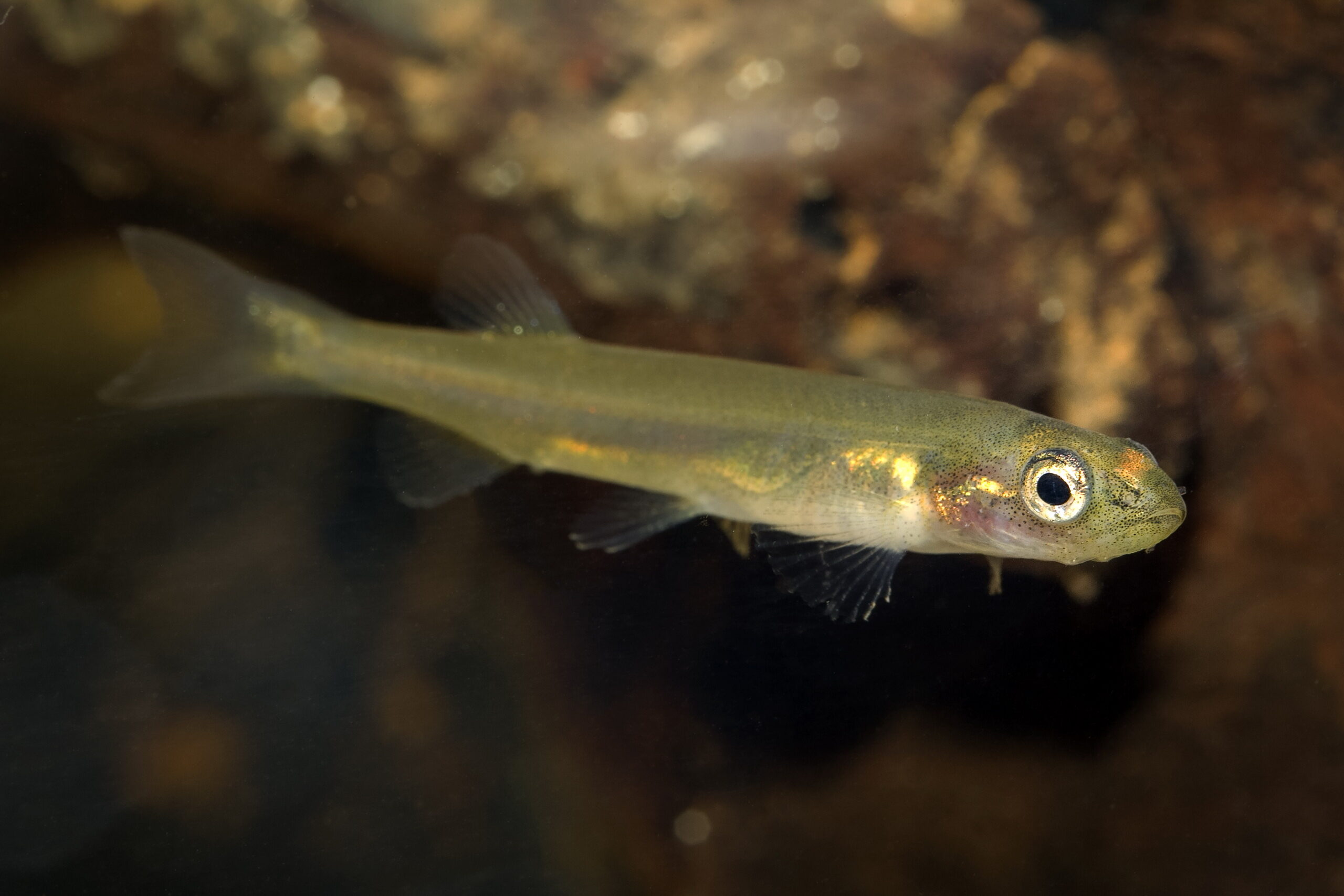 L’eau refuge. Malgré sa petite taille (7 à 8 cm), ce poisson appartient au groupe des saumons. Il n’existe que dans la Plaine des Lacs : on dit qu’il est micro endémique. Il affectionne les eaux fraiches et les fond rocheux présentant des crevasses et des fissures.