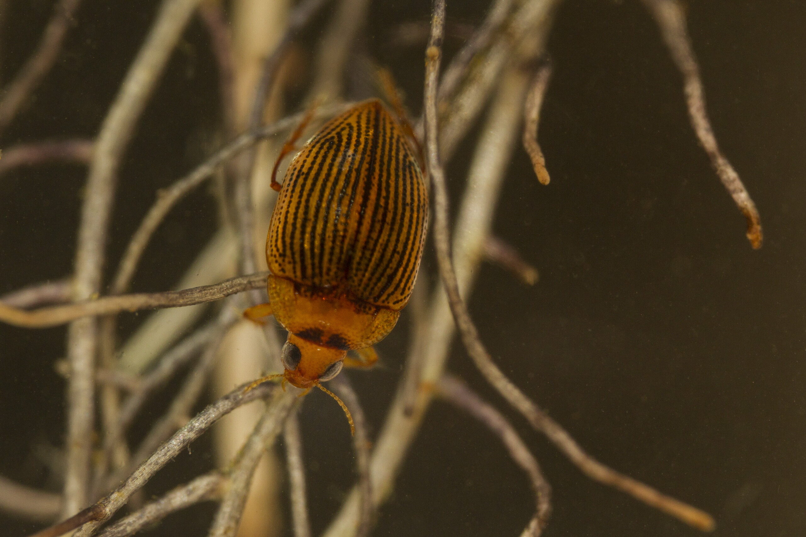 L’eau découverte. Souvent mal aimés et oubliés, les insectes sont néanmoins indispensables à nos écosystèmes. Ce coléoptère aquatique a été collecté au 19ème siècle, puis retrouvé pour la première fois 150 ans plus tard, en 2015, dans une doline du Grand Sud. Ce petit insecte aquatique nous rappelle que de très nombreuses espèces restent encore à identifier parmi les mollusques, les insectes, et autres invertébrés.