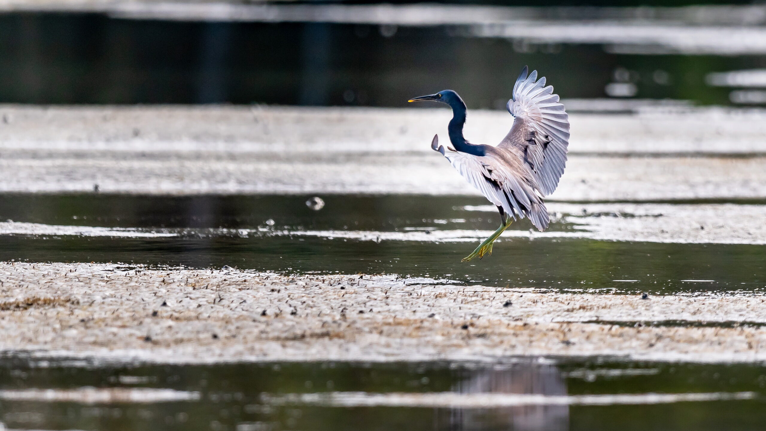 L’eau nourricière. Les petits crustacées, invertébrés aquatiques et poissons constituent la base alimentaire de cette aigrette sacrée, également appelée long cou.