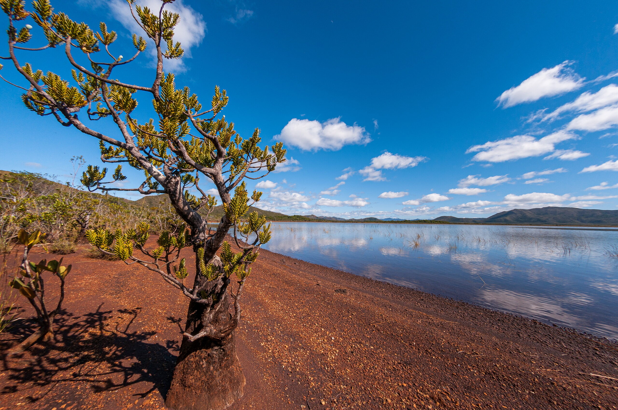 L’eau terroir. Ce conifère appelé bois bouchon est une espèce survivante d’un groupe apparu à l’ère secondaire. Il tire son nom commun de la légèreté de son bois. Particulièrement vulnérable aux feux, il est aujourd’hui d’autant plus menacé que sa croissante est très lente.